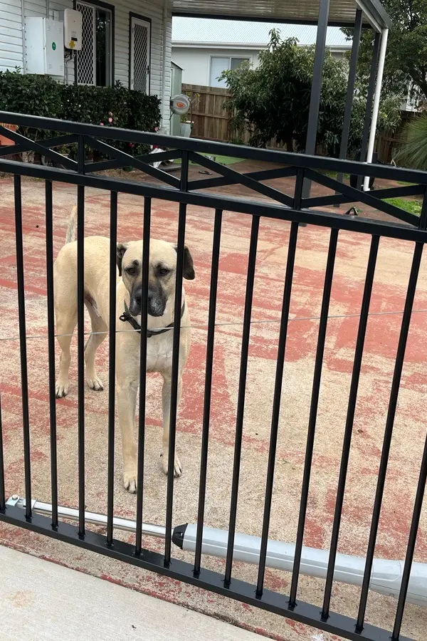 after Black Powder-coated Steel Swing Gate – Swing Gate + Motor, Rangeville